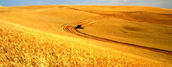 wheat field